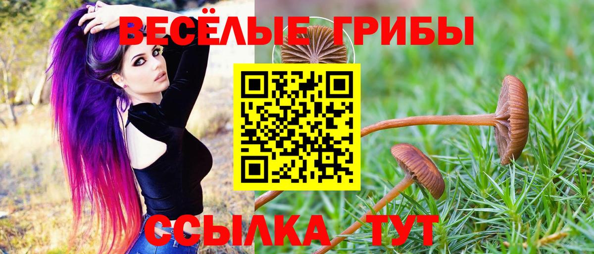 Ртищево  Псилоцибиновые грибы Psilocybe  Вход с VPN 